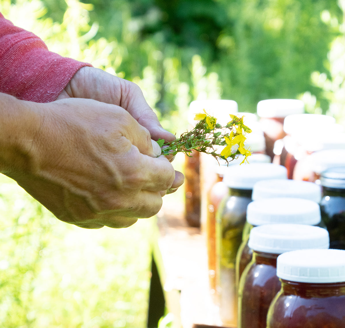 What NASC Certification Actually Means for Your Pet's Supplements