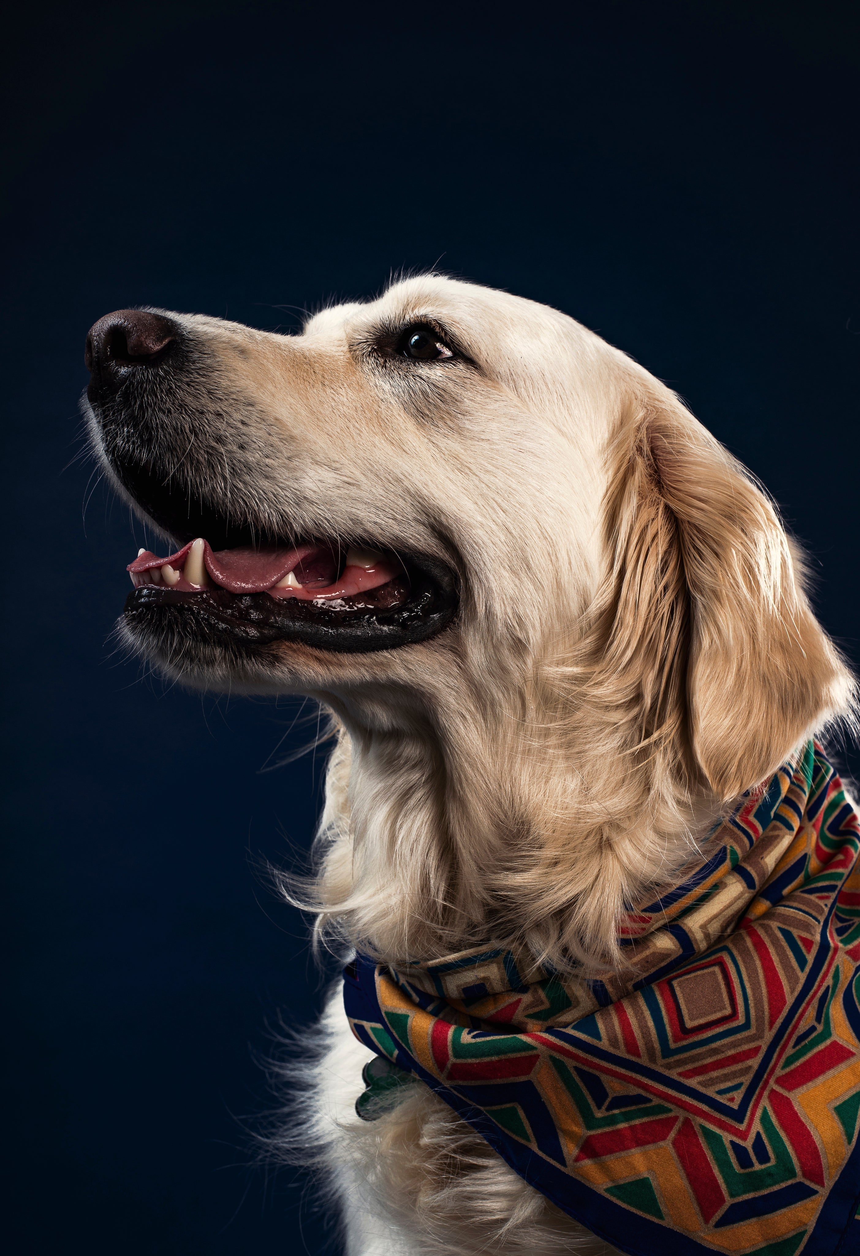 The "Silent" Disease in Your Dog’s Mouth (And Why Brushing Isn’t the Only Answer)