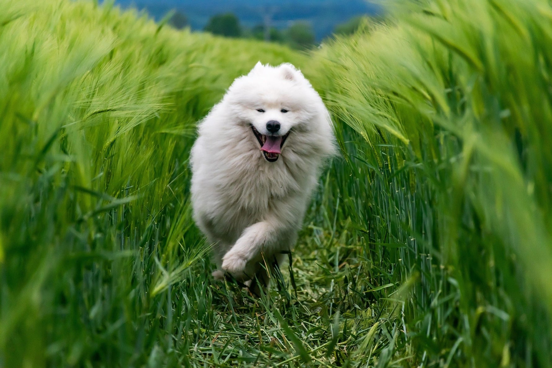 Your Dog's Joints, Supported: A Guide to Herbal Relief