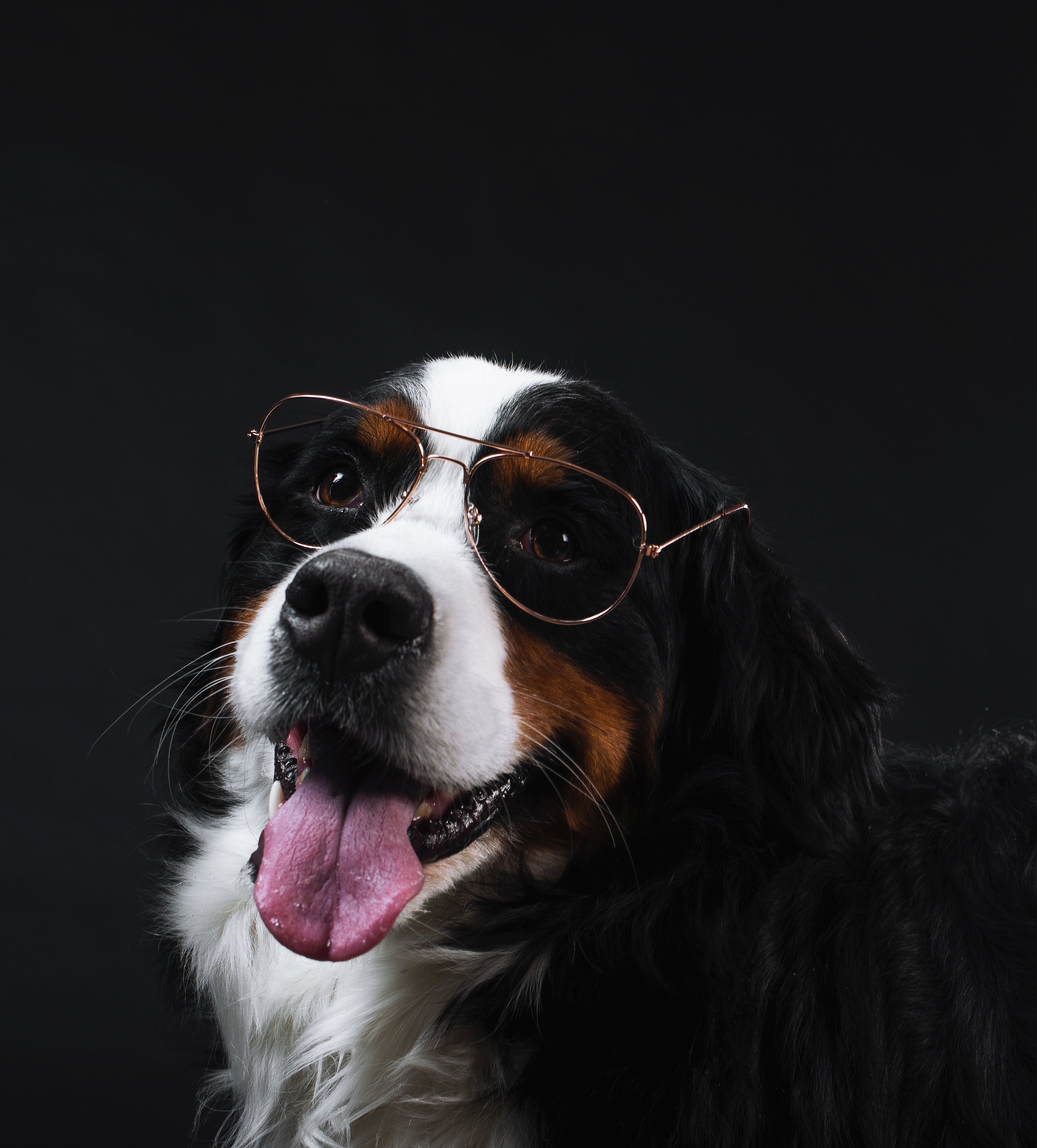 What Every Health-Minded Pet Owner Should Know About Recent Dog Food Safety Findings
