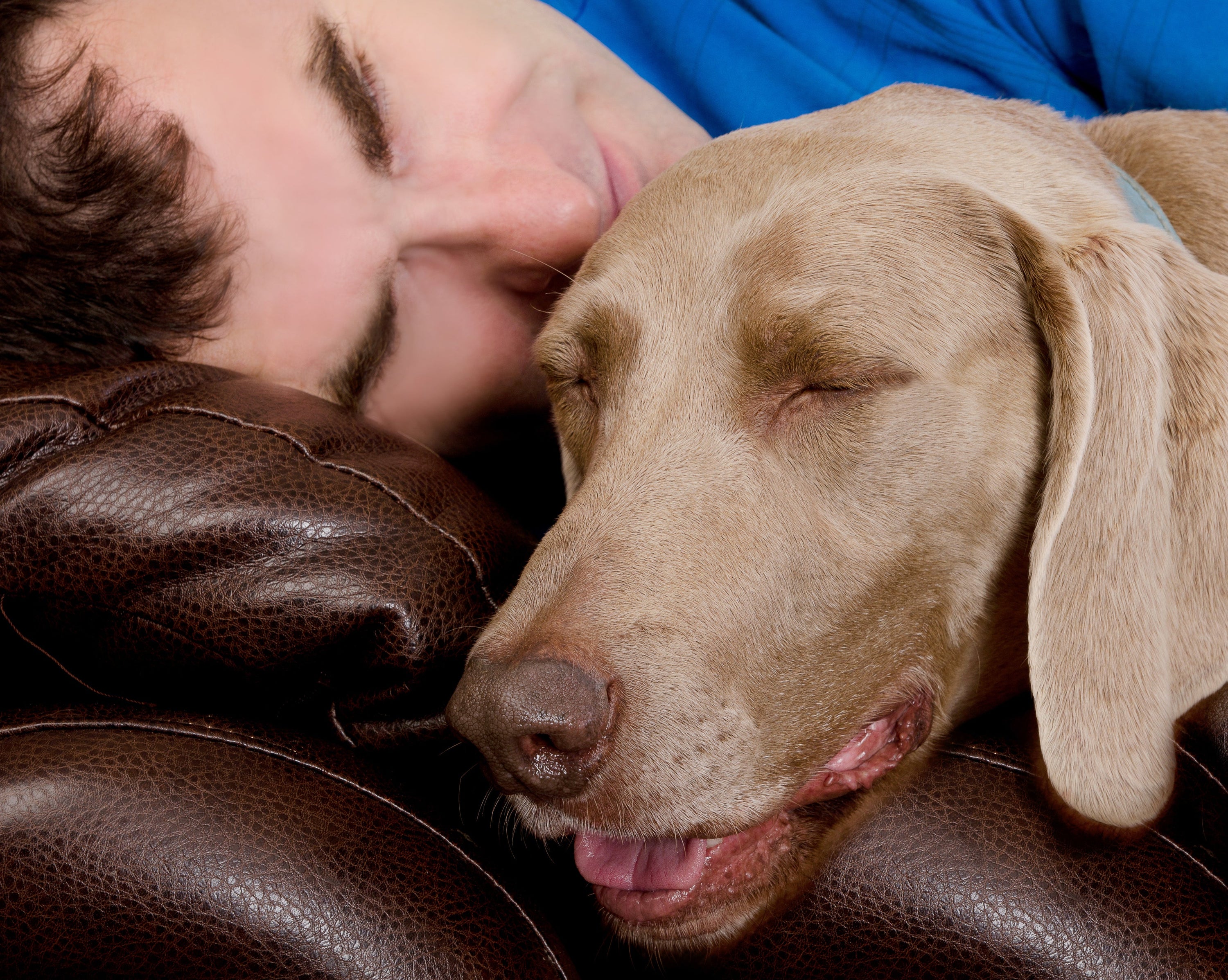 How can we bring balance to our pets immune system?