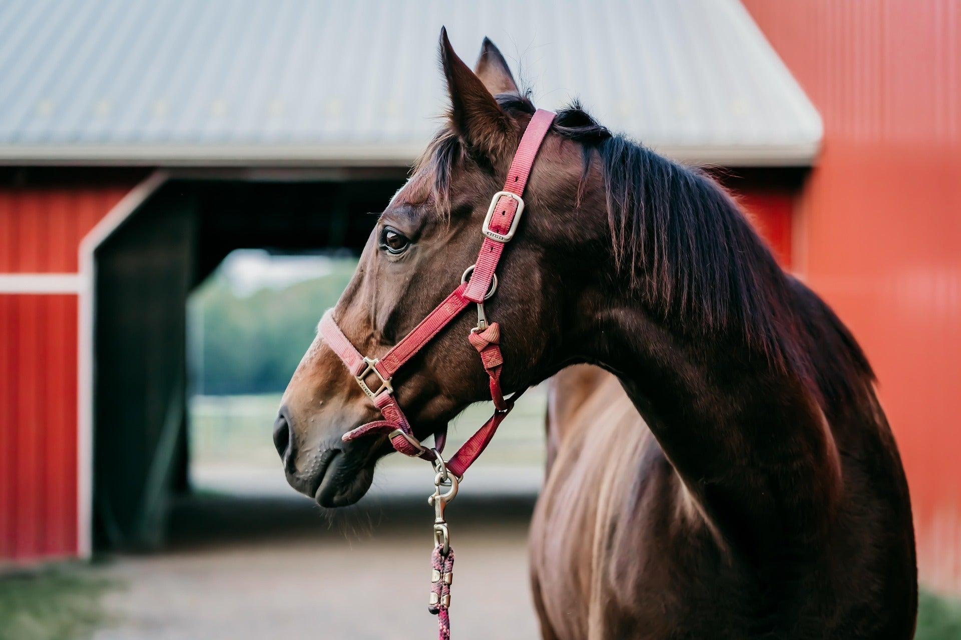 The Benefits of Herbal Supplements for Dogs,Cats & Horses