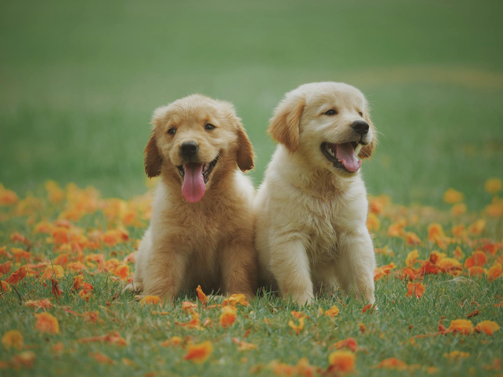 Golden retriever dog sitting outdoors in a sunny green field during summer.