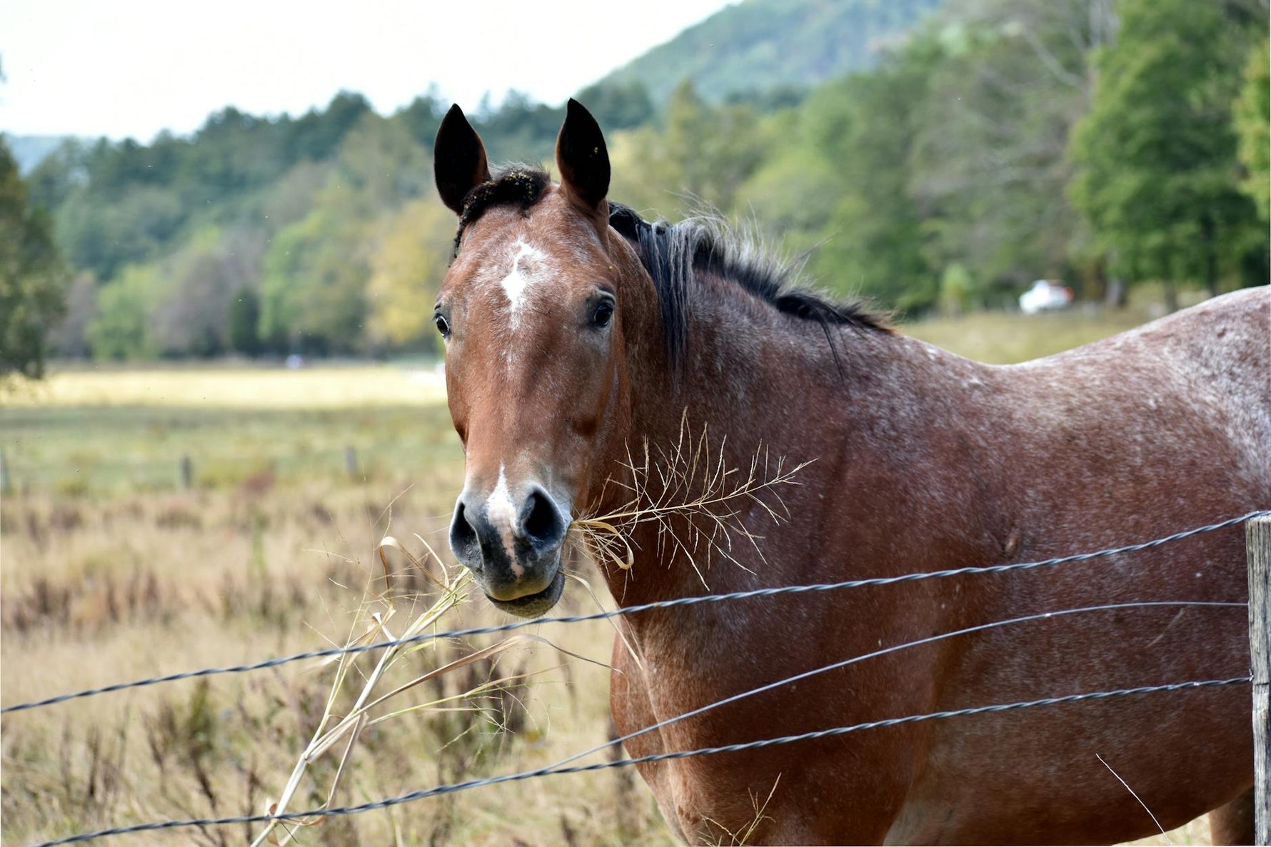A tranquil image of a horse in the peaceful countryside