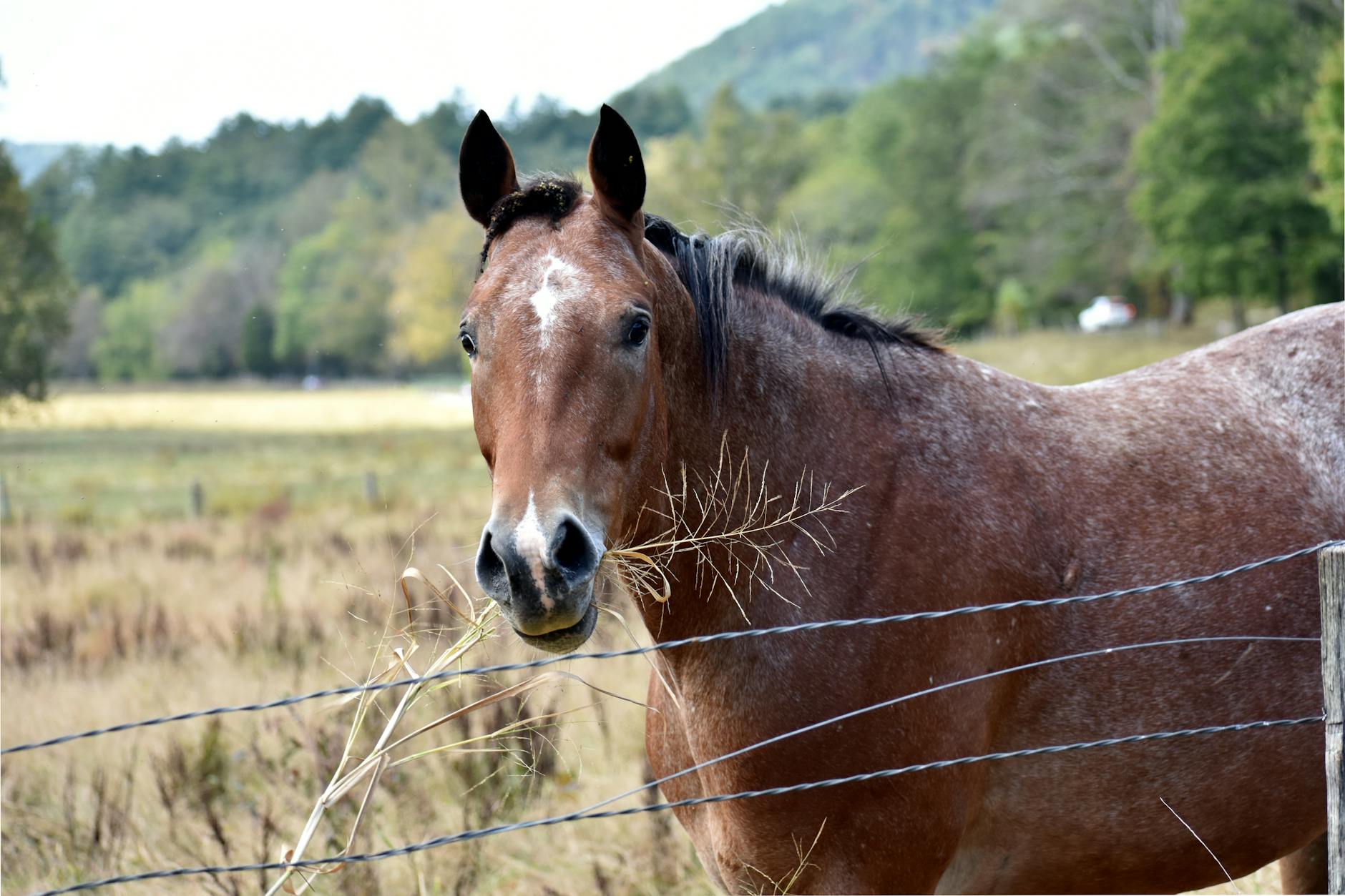 A tranquil image of a horse in the peaceful countryside