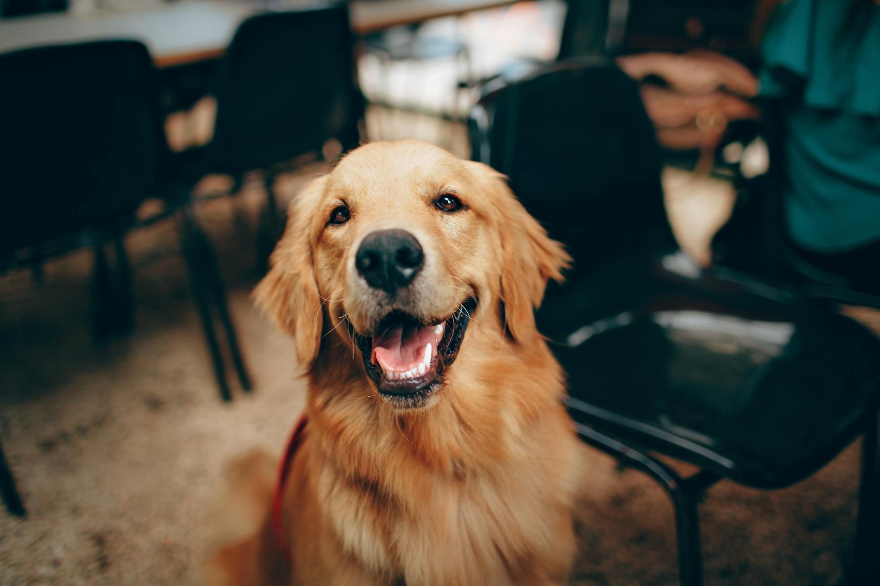 A calm dog relaxing contentedly in a peaceful outdoor setting.