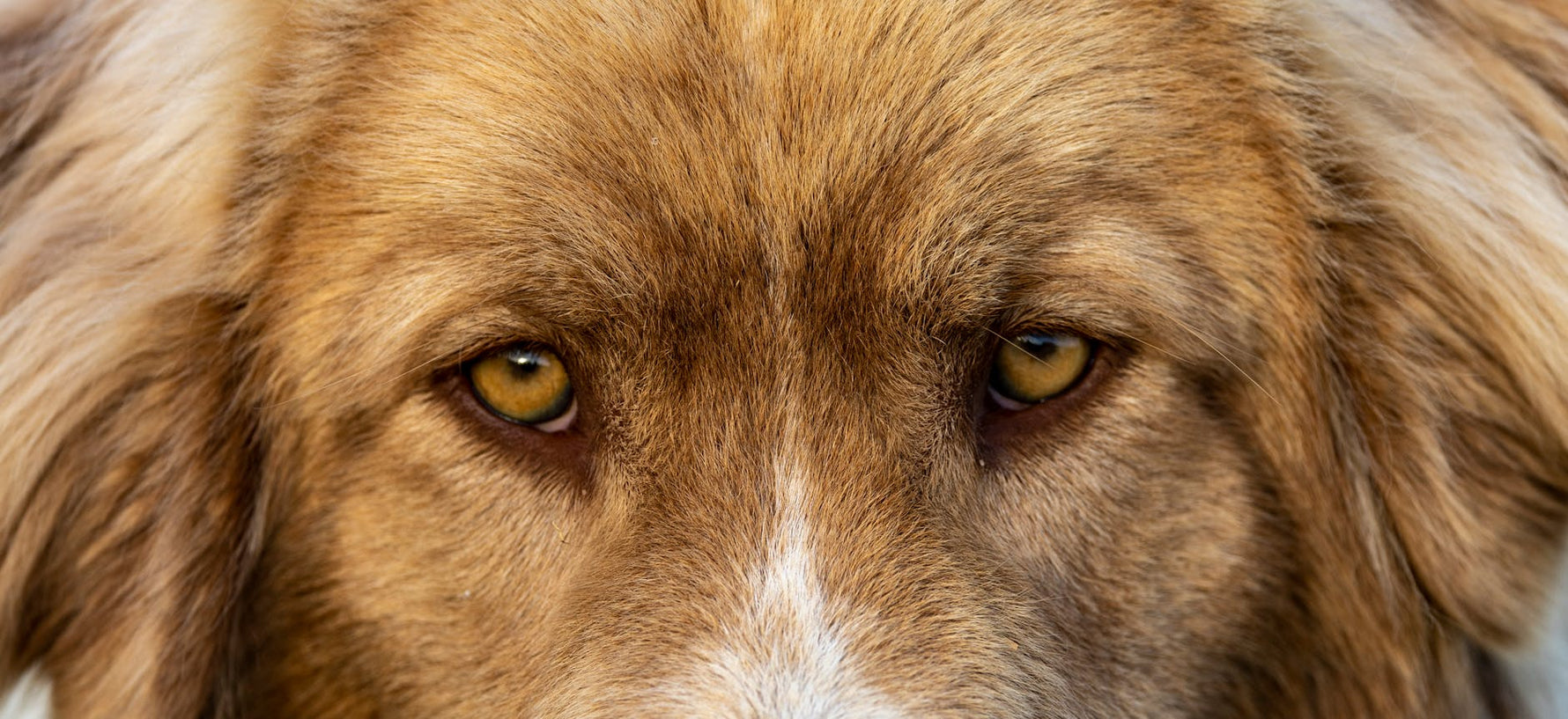 Intense close-up of a dog's eyes showcasing golden fur and sharp details.
