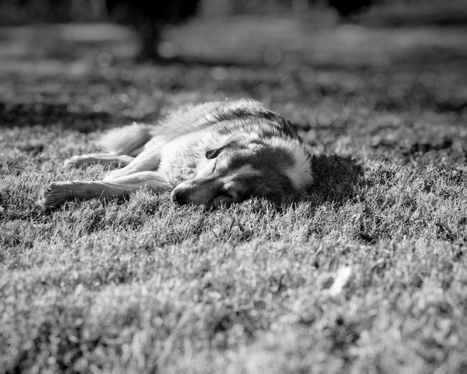 A dog peacefully sleeping on a grassy lawn, captured in black and white tones.