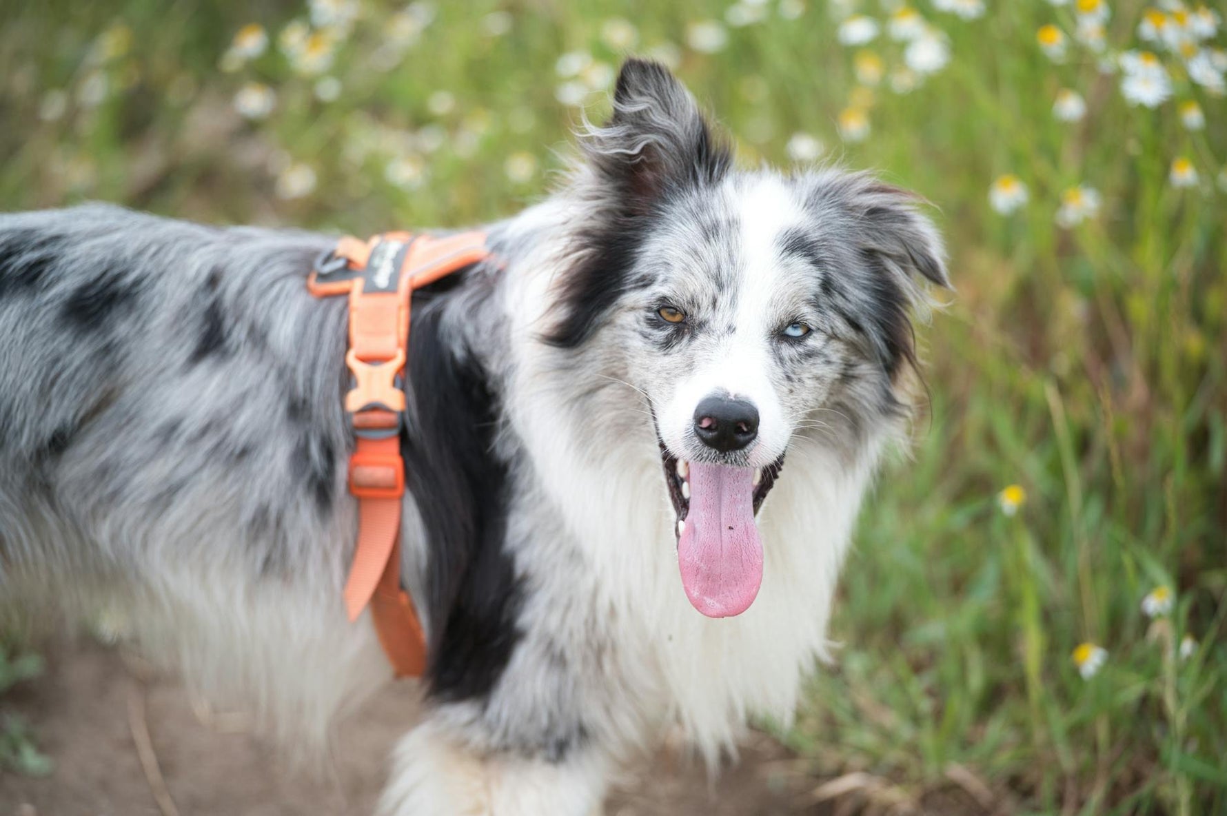A joyful border collie dog with heterochromia standing in a field of wildflowers during the day.