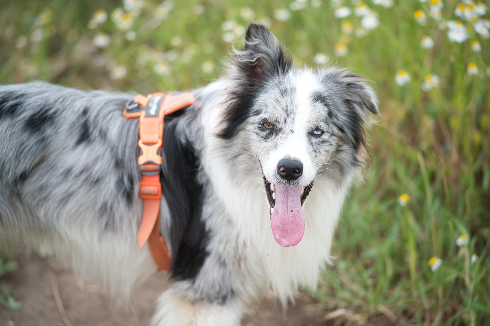A joyful border collie dog with heterochromia standing in a field of wildflowers during the day.