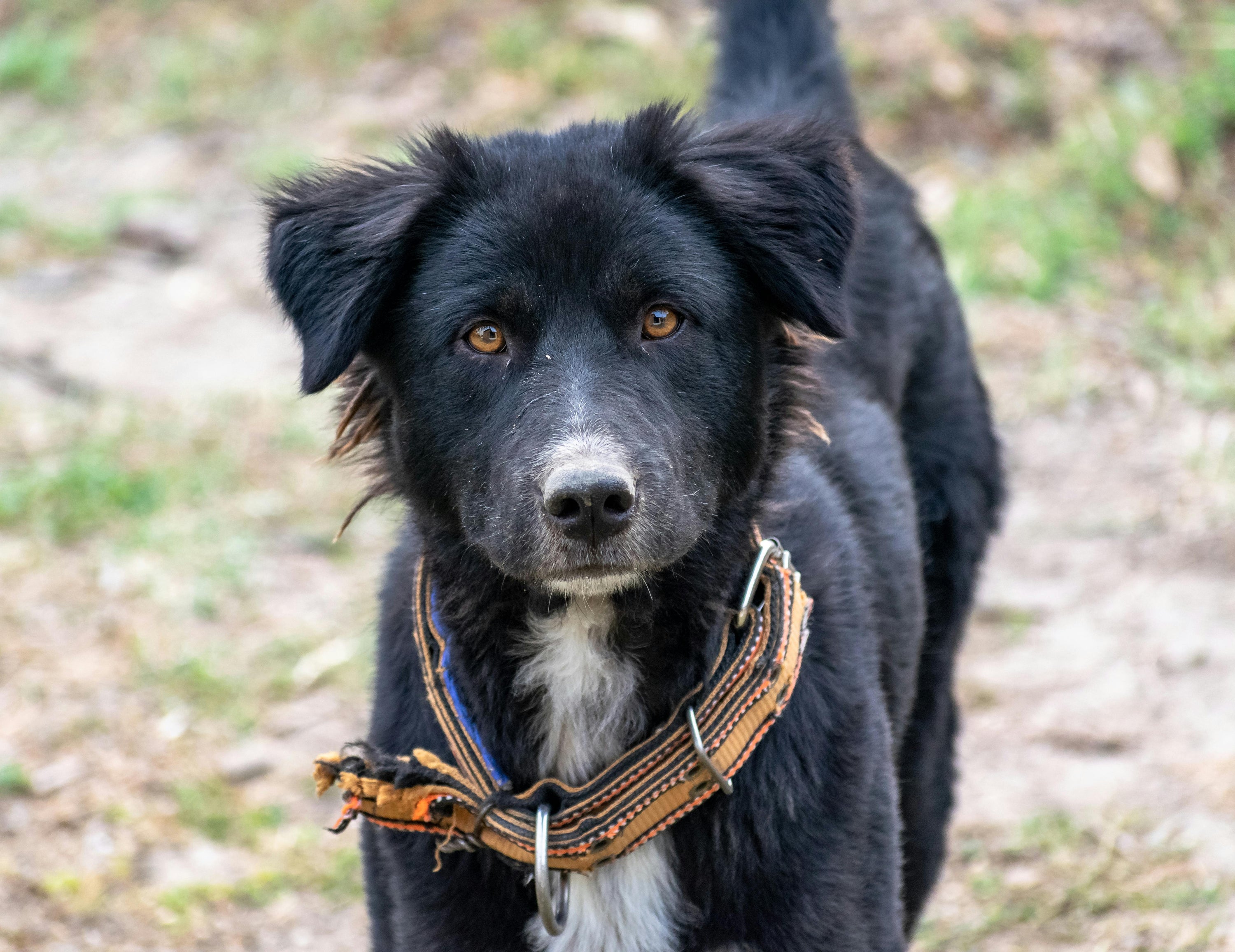 Herbal Supplements for Dog Joint Pain: A Science-Backed Guide to What Works and Why