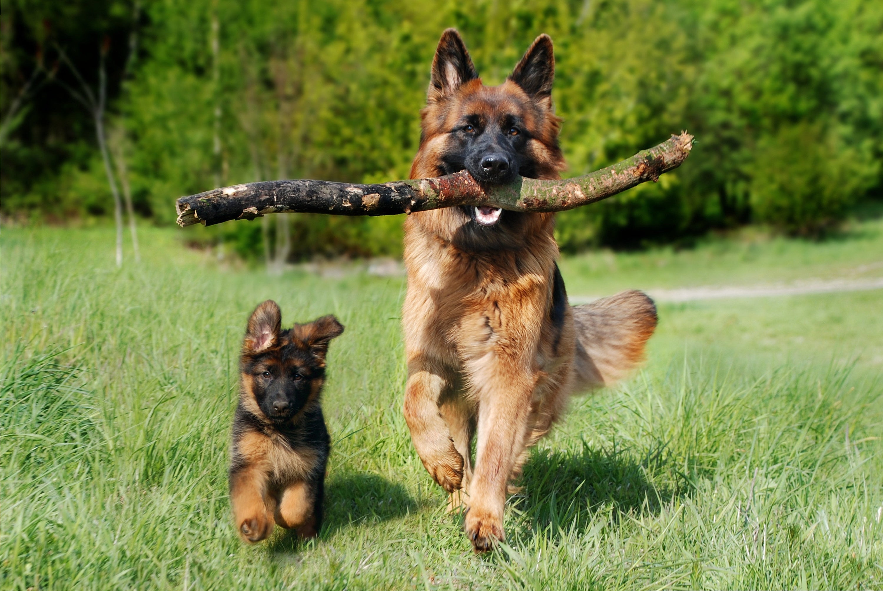Natural Joint Support for Active and Aging Animals