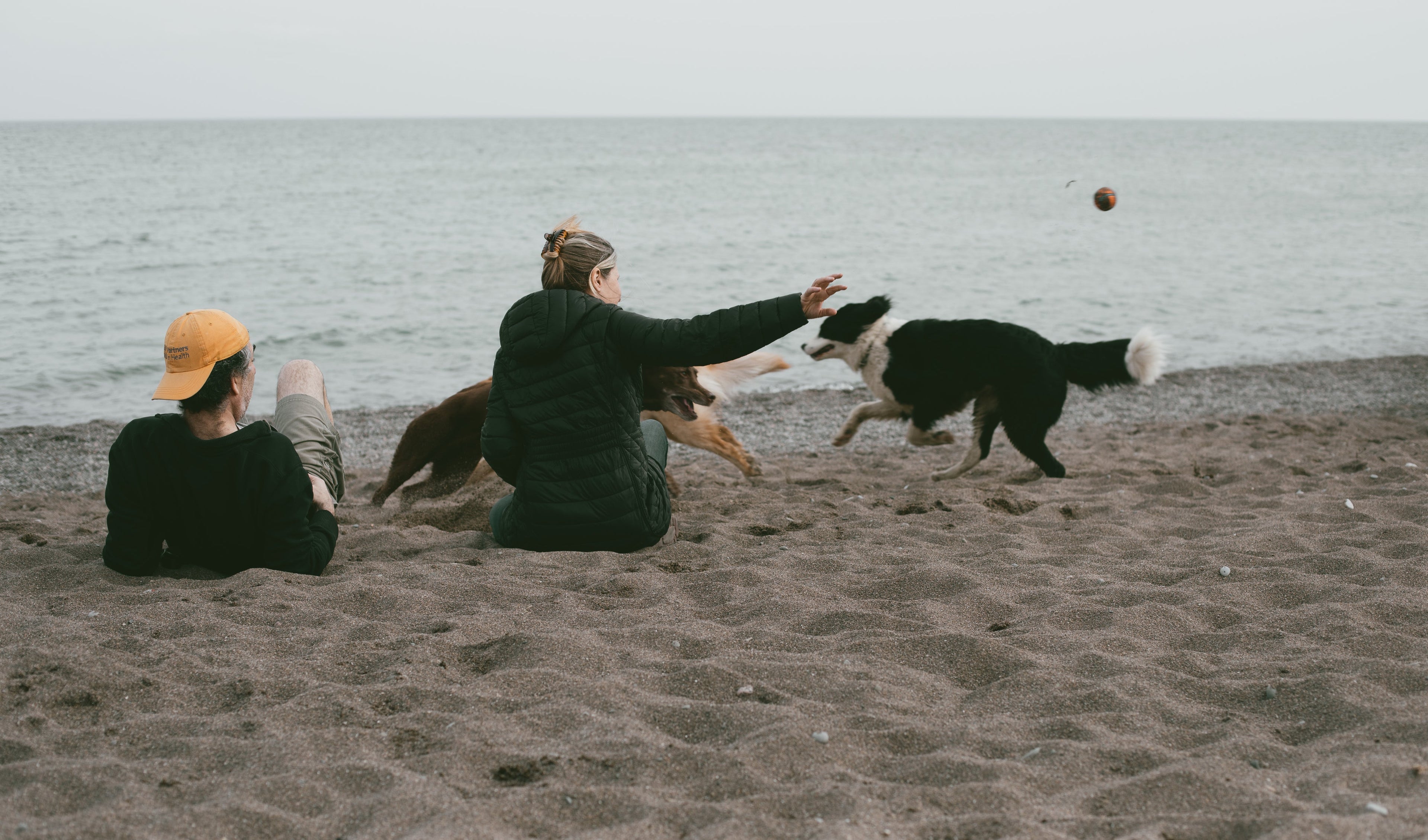 All Organic Pet Supplements for Dogs, Cats & Horses – Sustenance Herbs