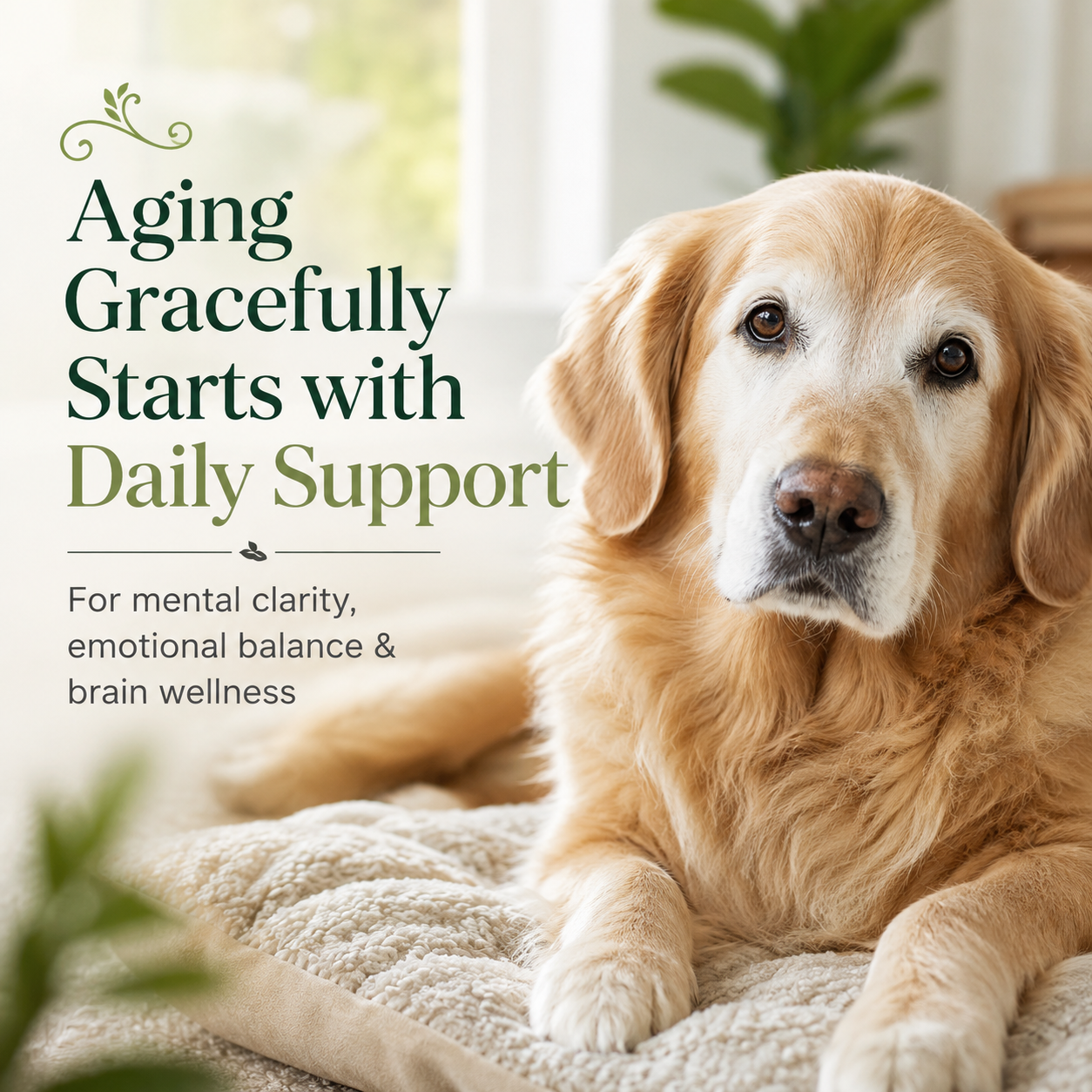 Cognitive Function™ with Astaxanthin | Brain Support for Pets