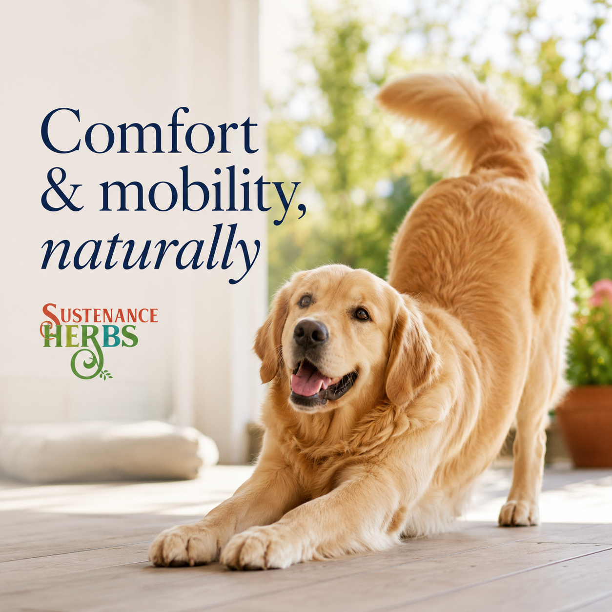 Comfort Zone™ – Gentle Herbal Support for Dogs’ Comfort