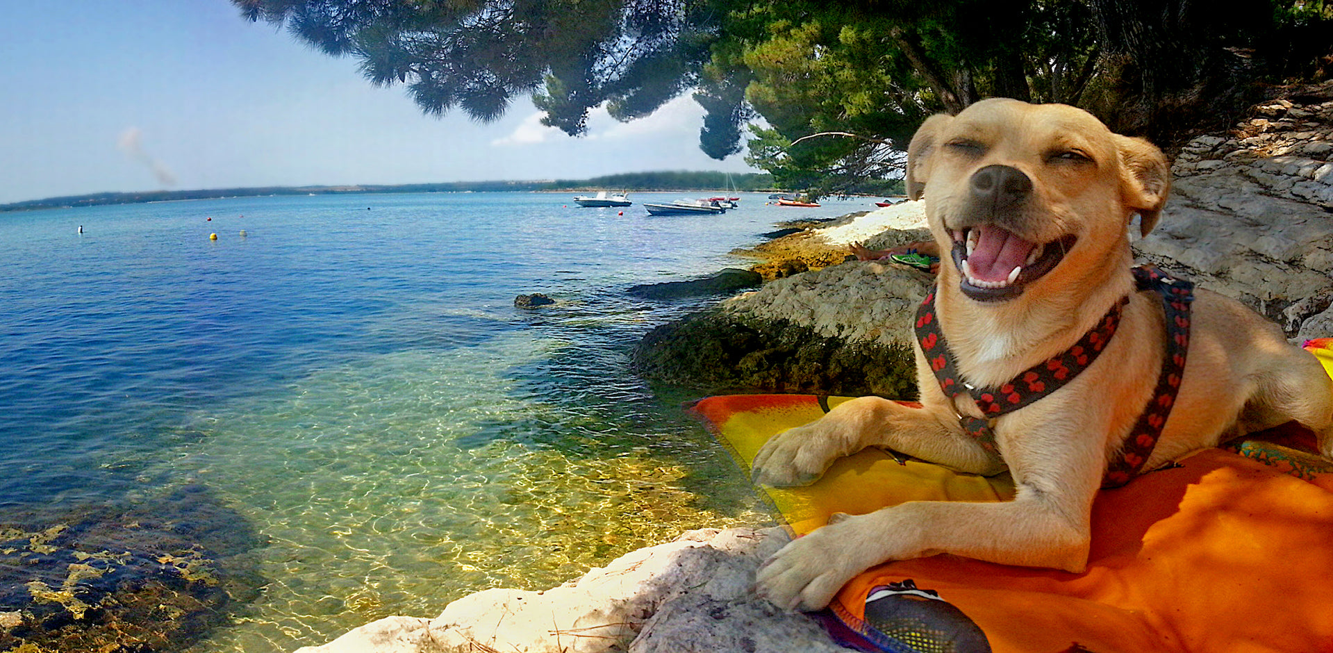 happy dog by the ocean in maine