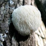 Immune Mushroom Plus