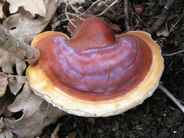 Immune Mushroom Plus