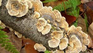 Immune Mushroom Plus | Natural Immune Support for Pets