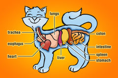 diagram of cats organs