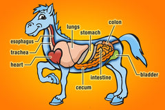chart of horses internal organs