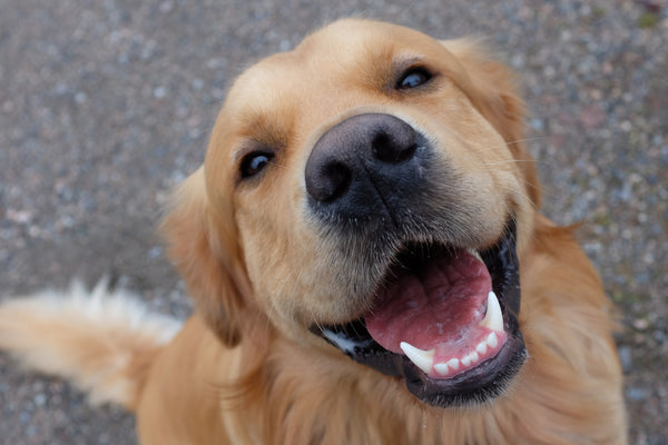 smiling golden retreiver