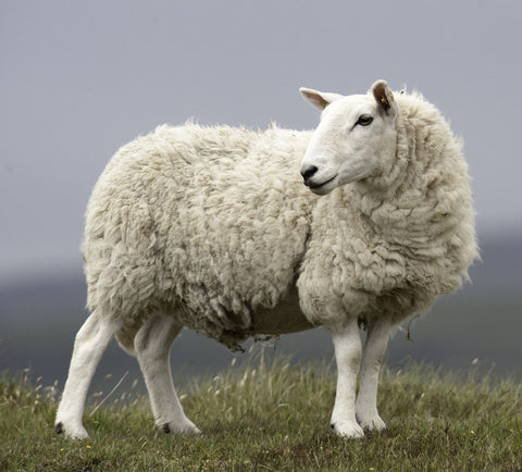 sheep standing in a field on a gray and cloudy morning